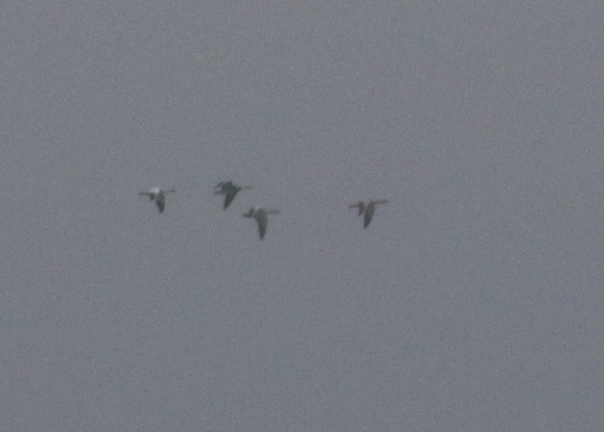 Snow Goose - ML218152281