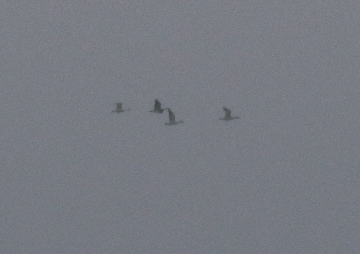 Snow Goose - ML218152291