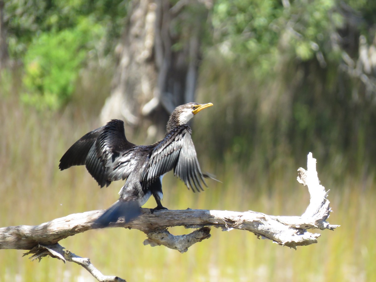 Little Pied Cormorant - ML218152321