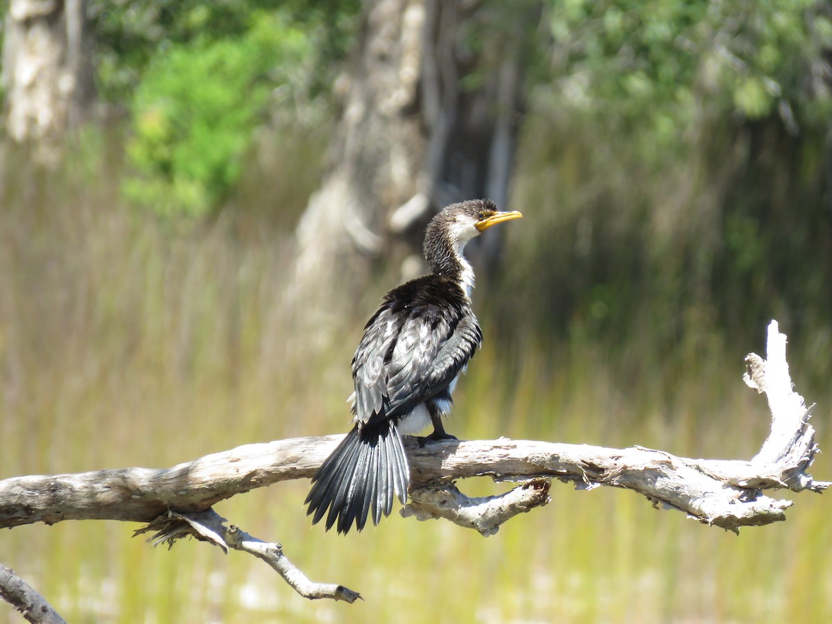 Little Pied Cormorant - ML218152361