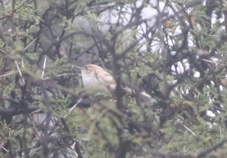 Bewick's Wren - ML218153041