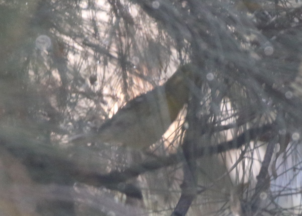 Townsend's Warbler - logan kahle