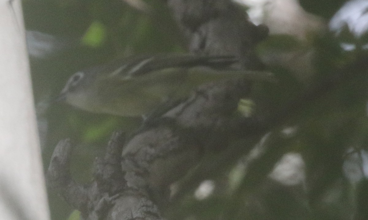 Cassin's Vireo - ML218153871