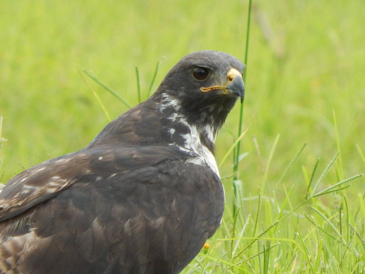 Augur Buzzard (Augur) - ML218154211