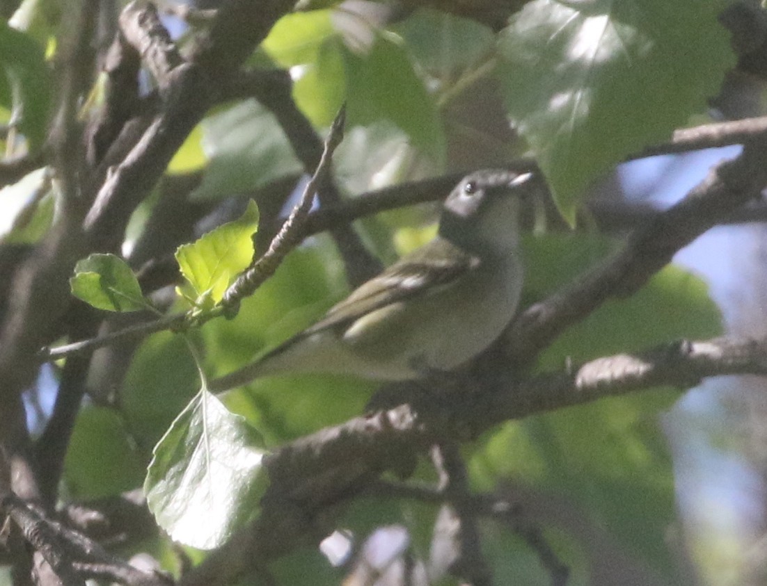 Cassin's Vireo - ML218154321