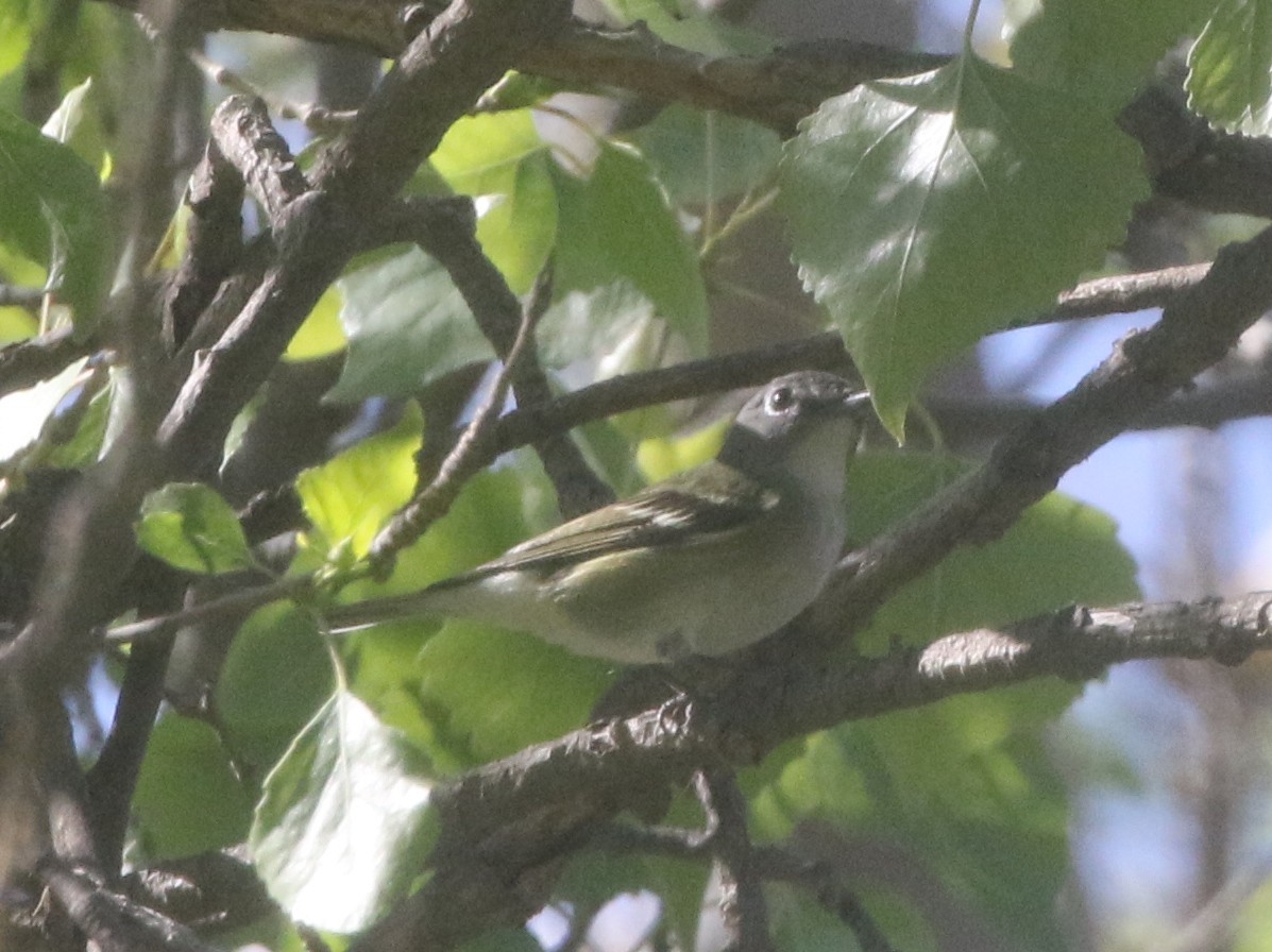 Cassin's Vireo - ML218154331