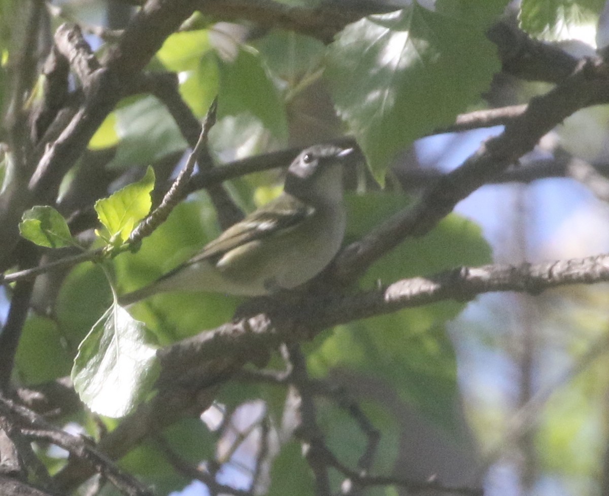 Cassin's Vireo - ML218154341