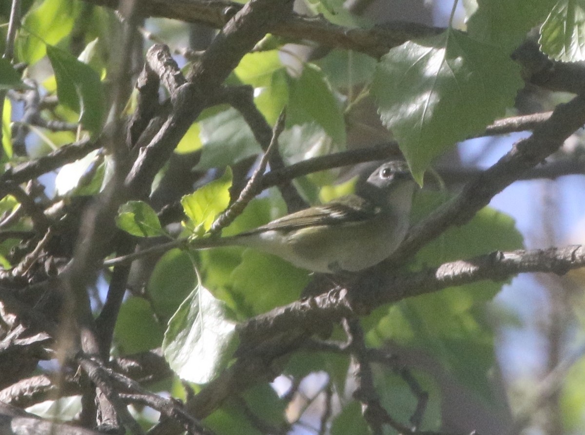 Cassin's Vireo - ML218154351