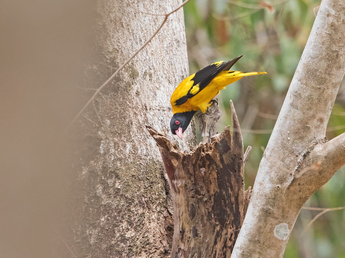 Black-hooded Oriole - ML218155761