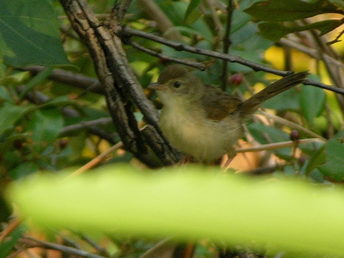 Cisticole à ailes courtes - ML218156501