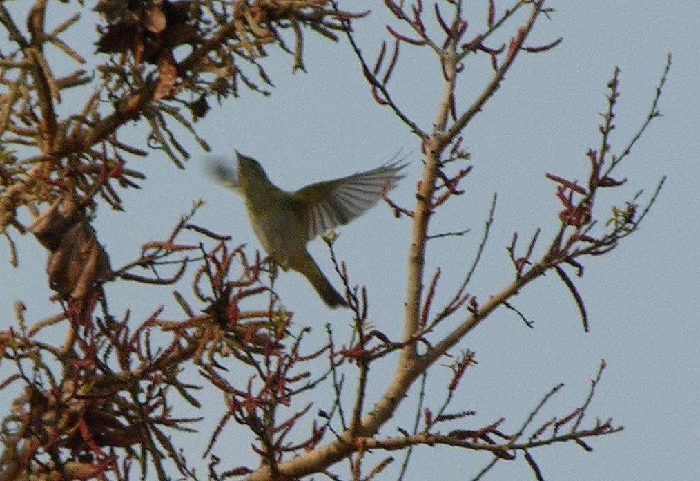 Willow Warbler - ML218157031