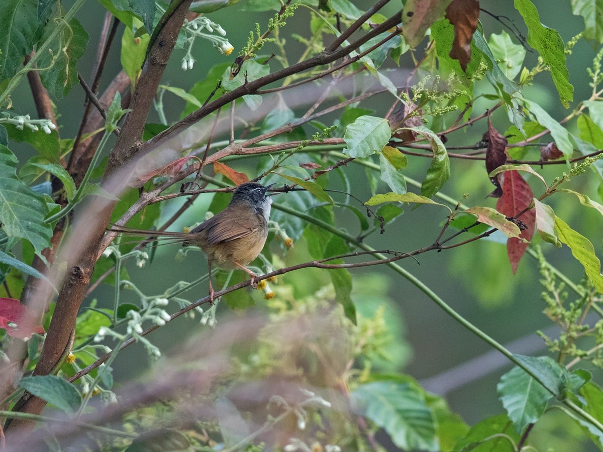 Hill Prinia - Niall D Perrins