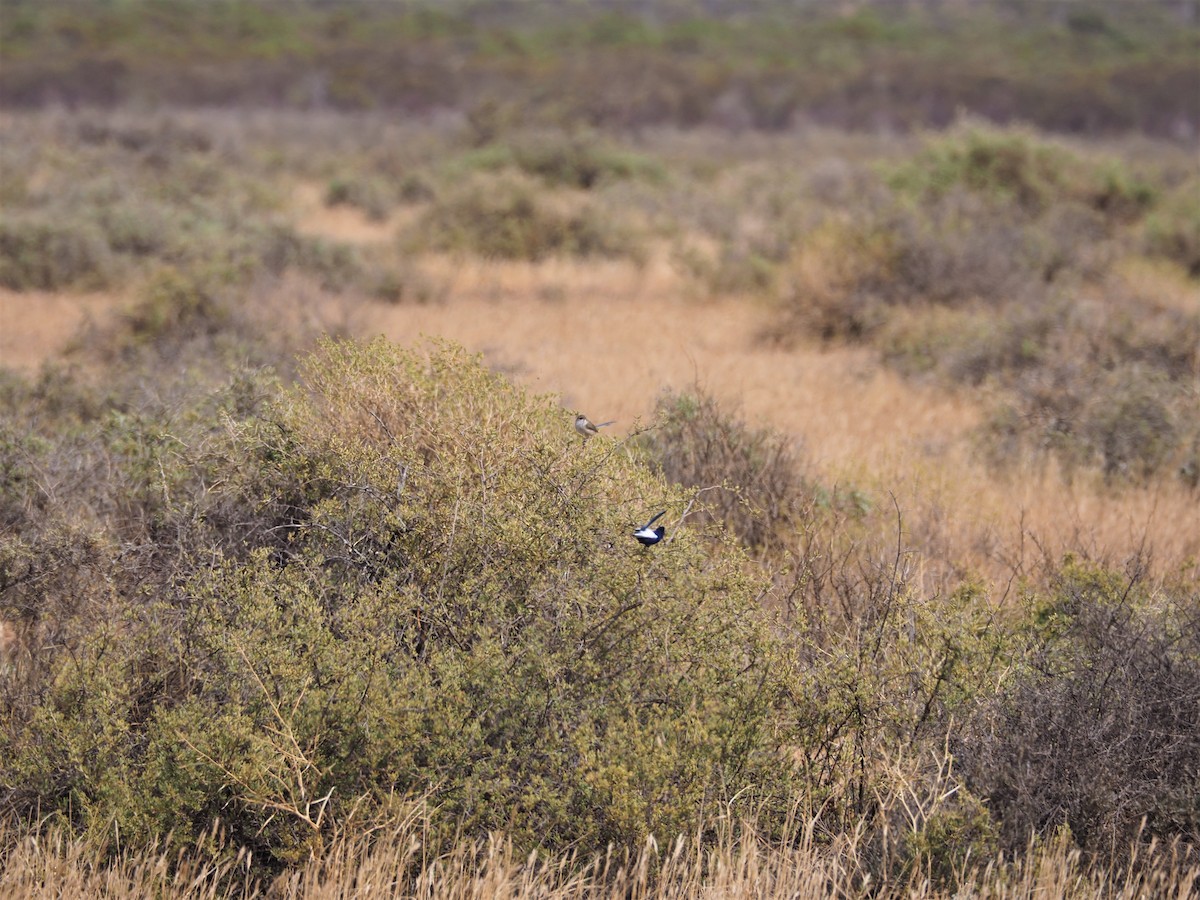 White-winged Fairywren (Blue-and-white) - ML218158581