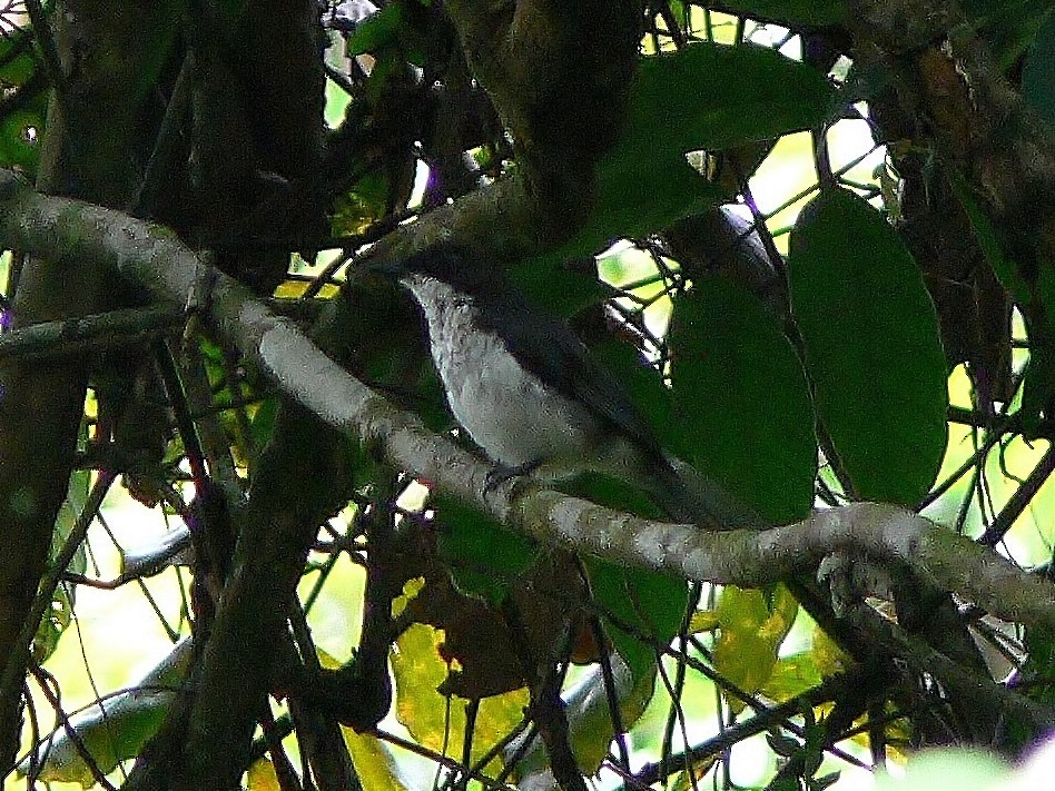 African Forest-Flycatcher (Eastern) - ML218158621