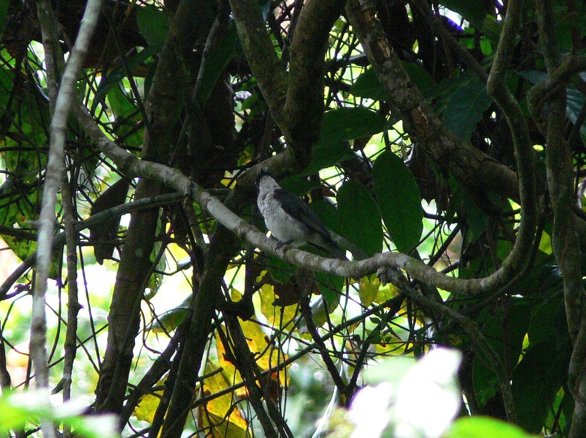 African Forest-Flycatcher (Eastern) - ML218158631