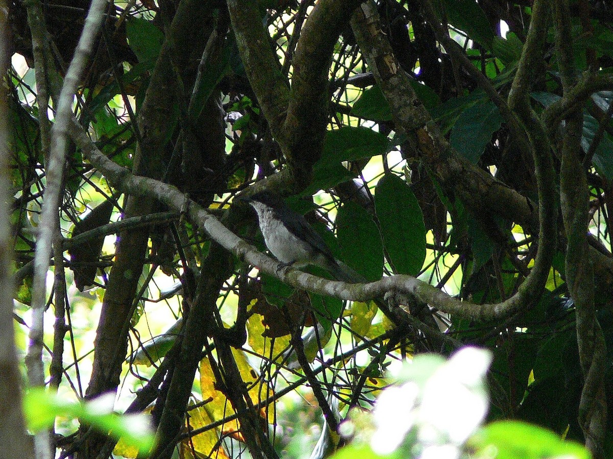 African Forest-Flycatcher (Eastern) - ML218158641