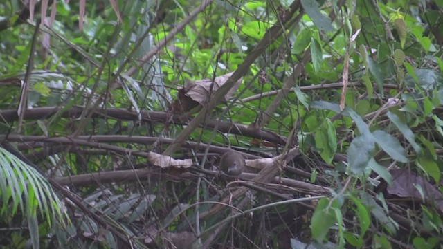 Abbott's Babbler - ML218158711