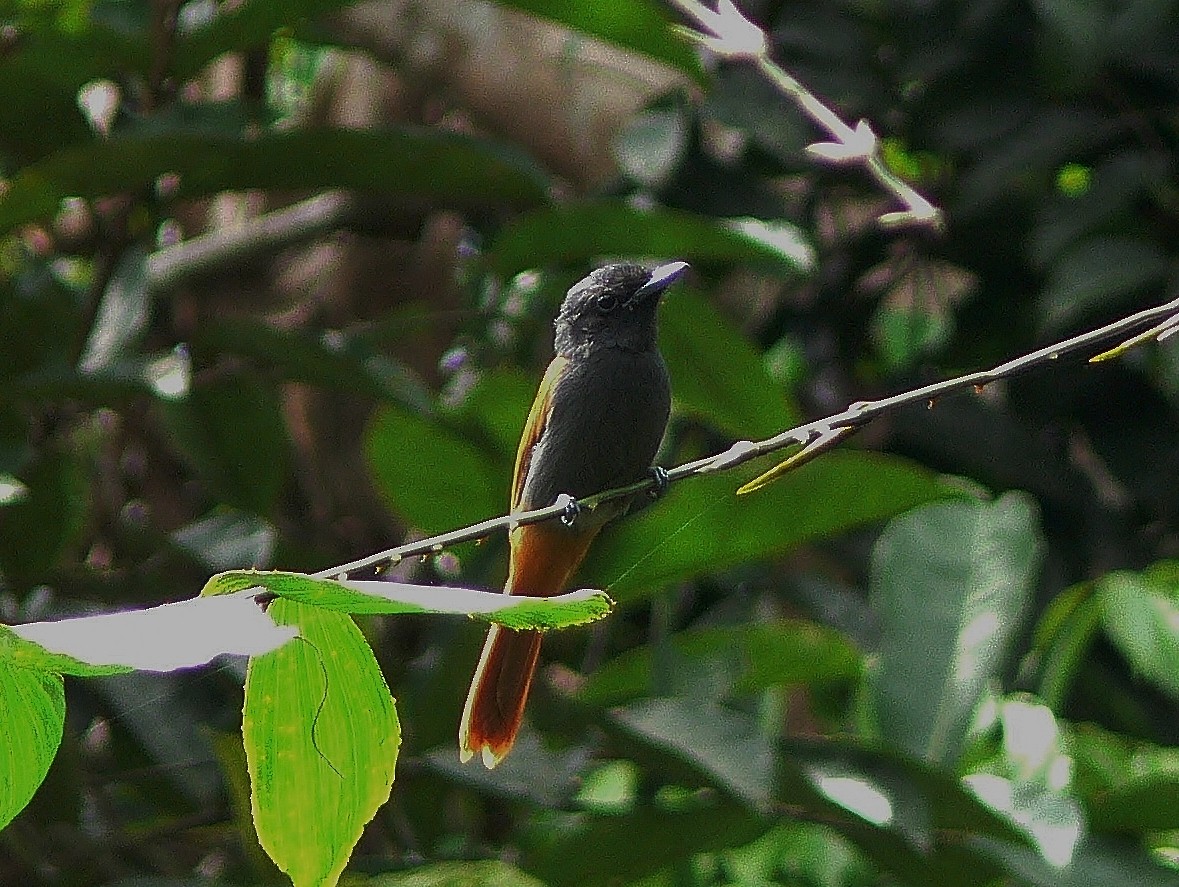 Bates's Paradise-Flycatcher - Tony King