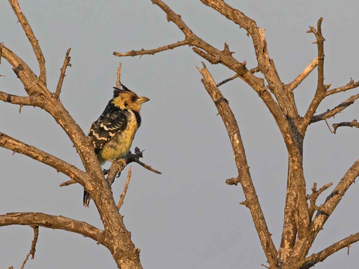 Crested Barbet - ML218159271