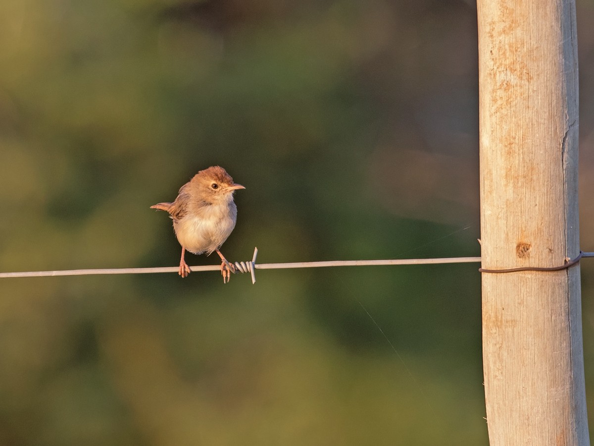 Piping Cisticola - ML218159281