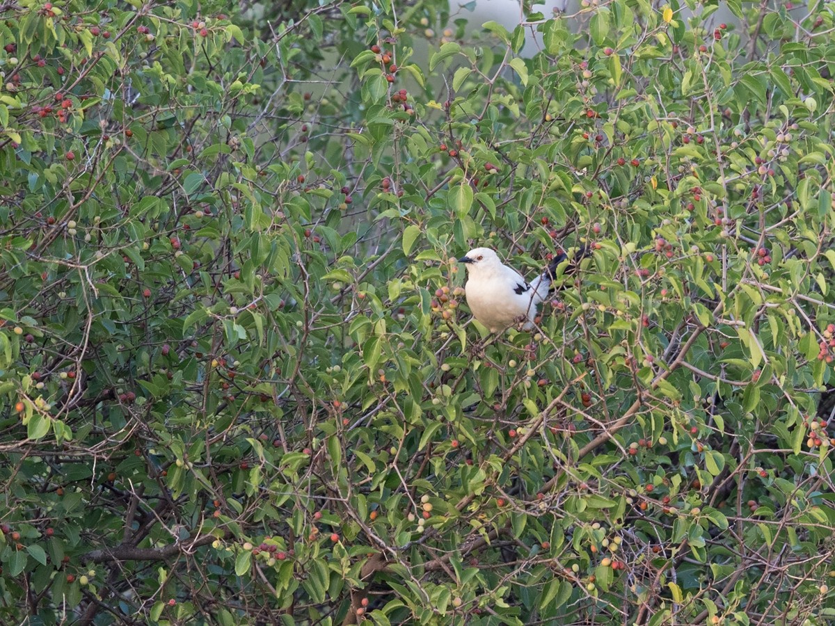 Southern Pied-Babbler - ML218159301