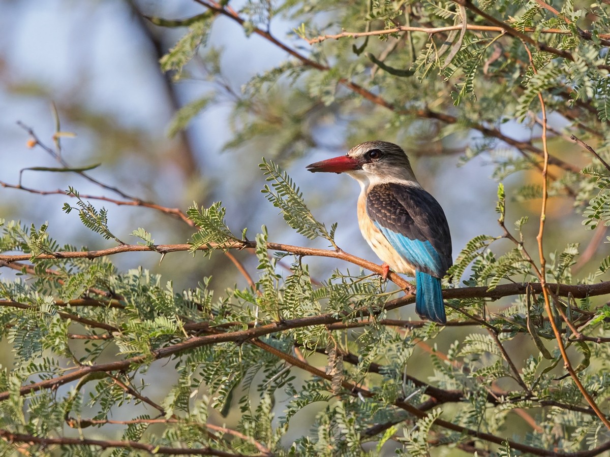 Brown-hooded Kingfisher - ML218159341