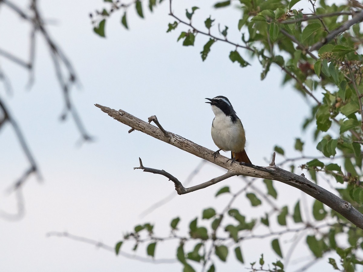 White-throated Robin-Chat - ML218159361