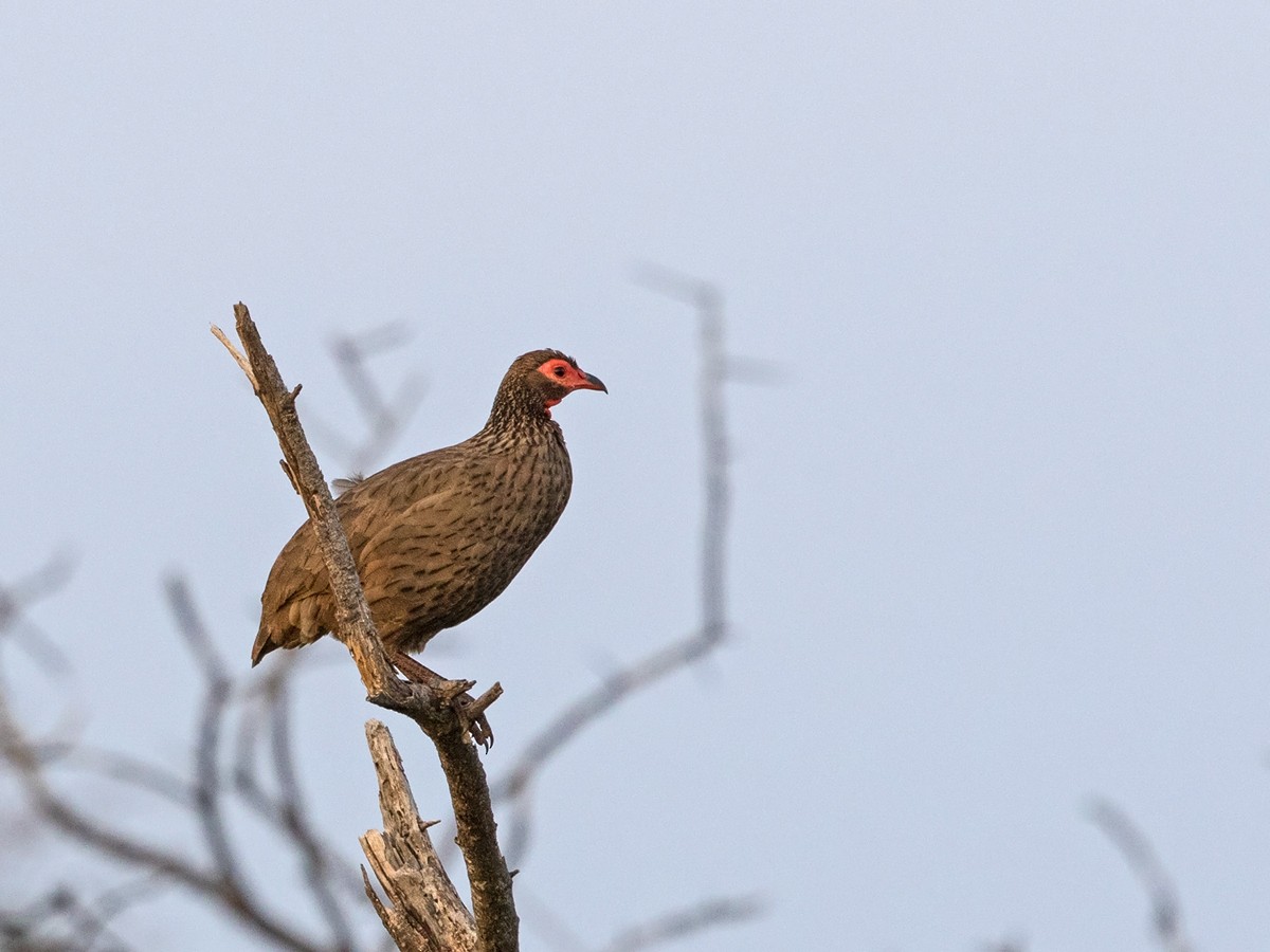 Swainson's Spurfowl - ML218159391