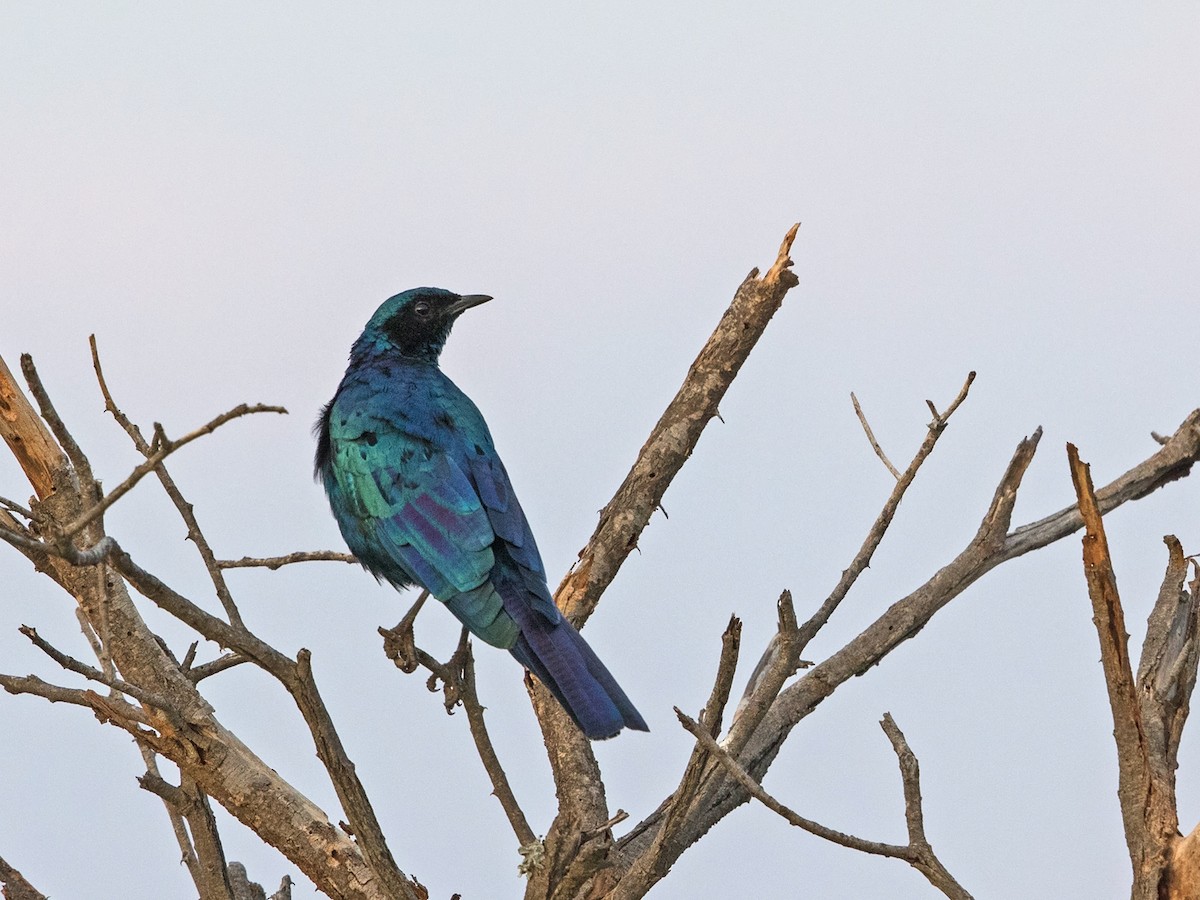 Burchell's Starling - ML218159411