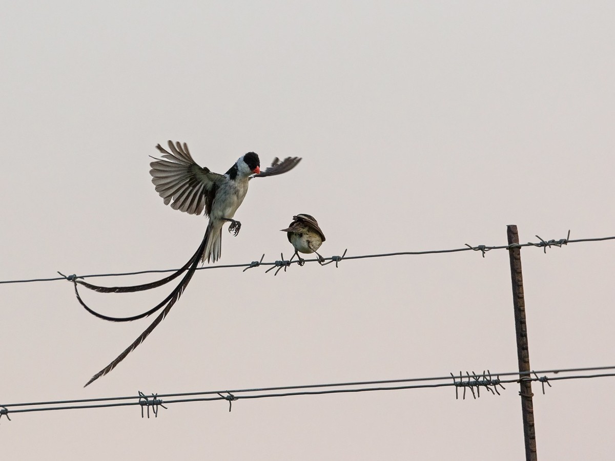 Pin-tailed Whydah - ML218159431