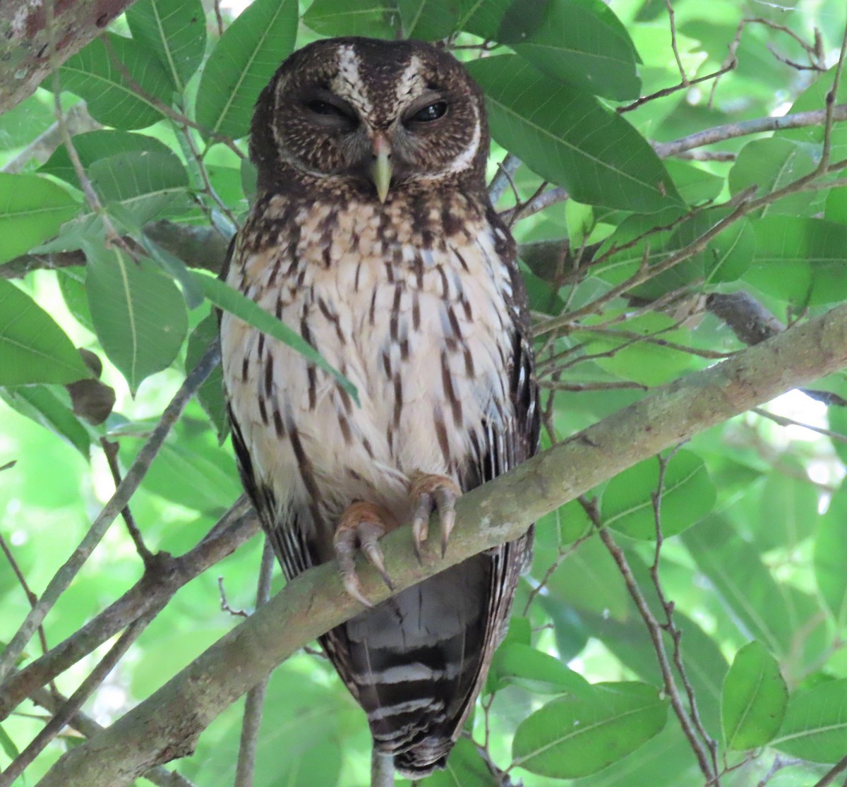 Mottled Owl - ML218159541