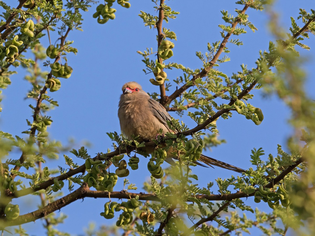 Red-faced Mousebird - ML218159981