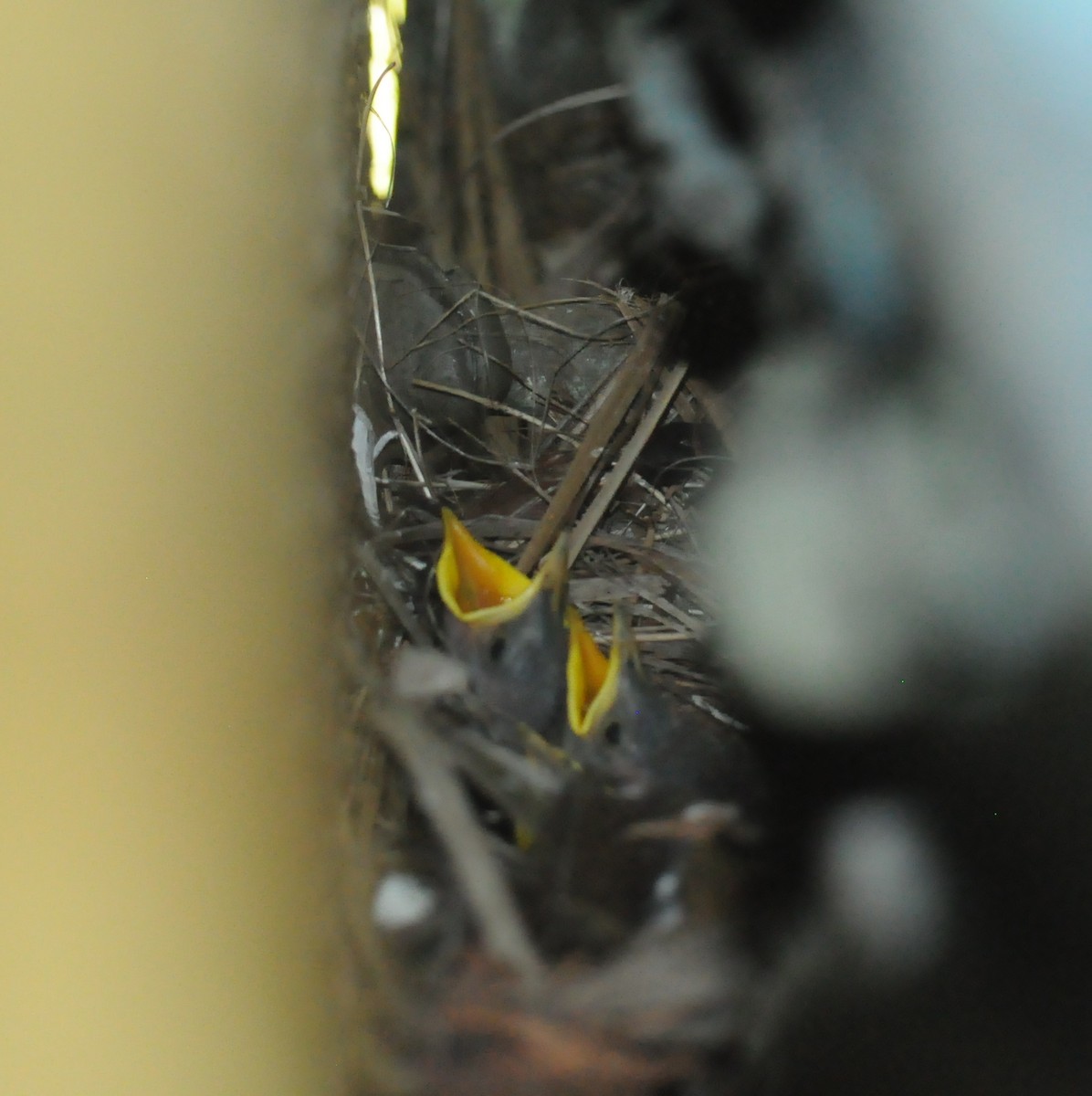 Eurasian Blackbird - ML21816031
