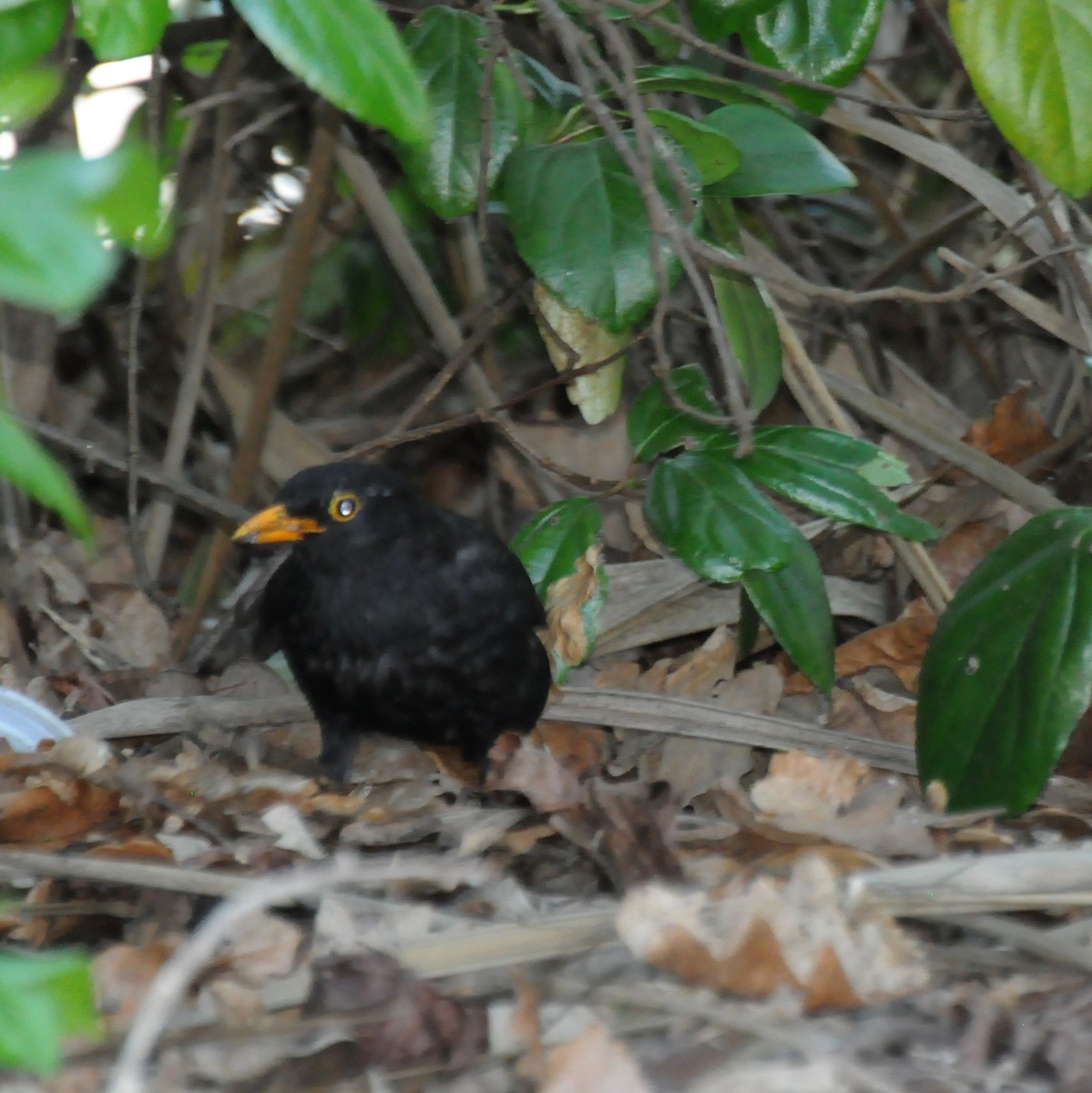 Eurasian Blackbird - ML21816041
