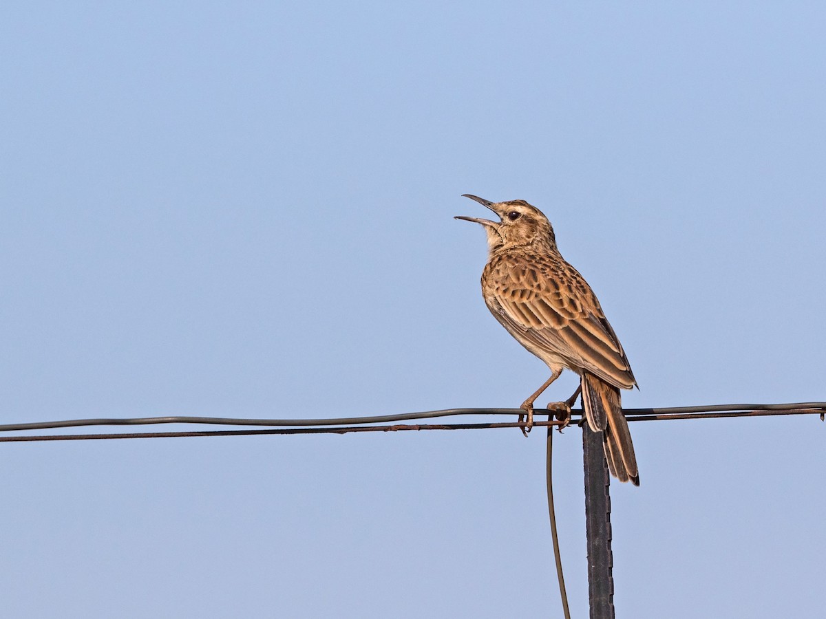 Short-clawed Lark - Niall D Perrins