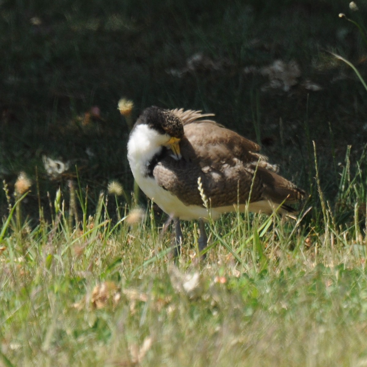 Masked Lapwing - ML21816121