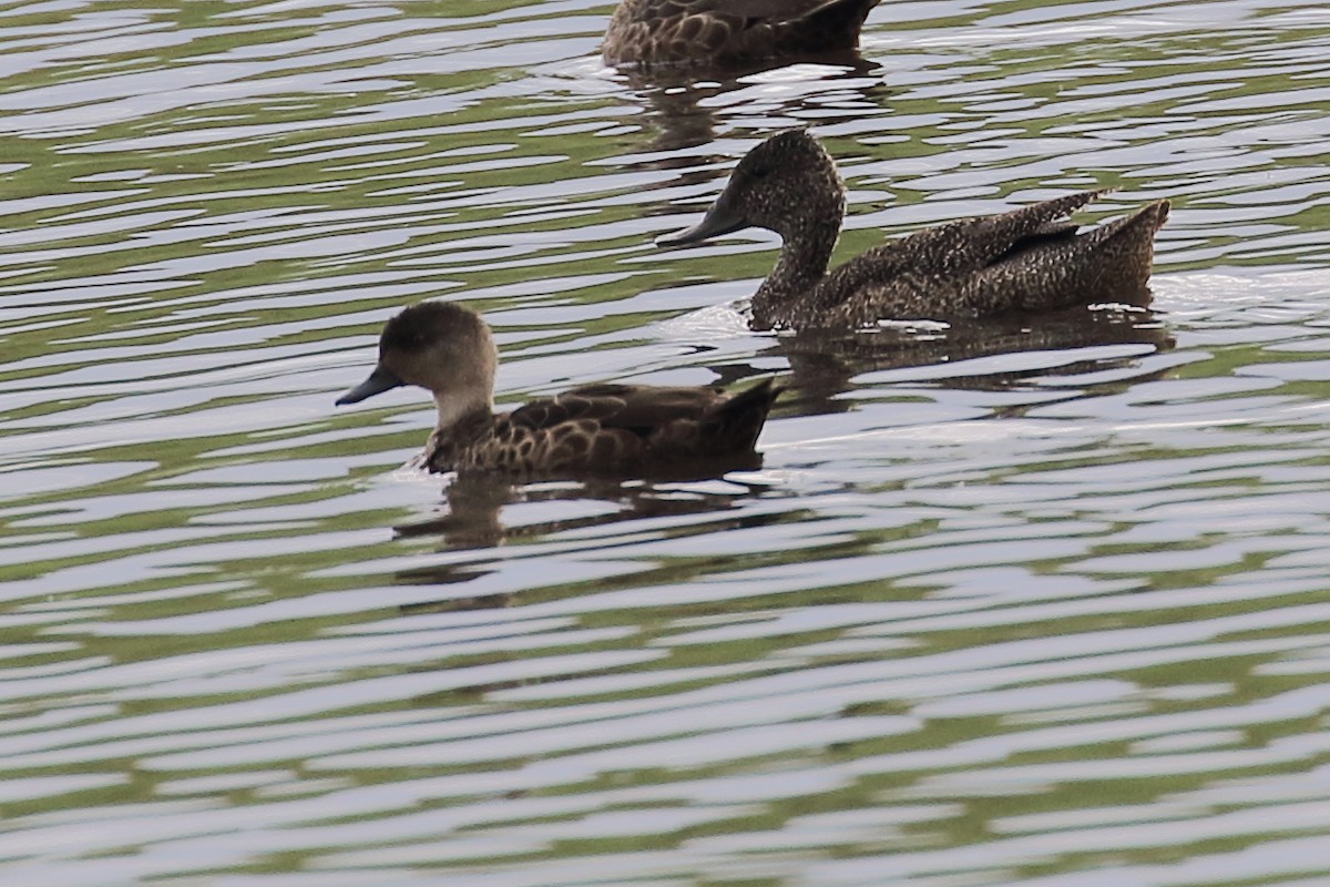 Freckled Duck - Michael Rutkowski