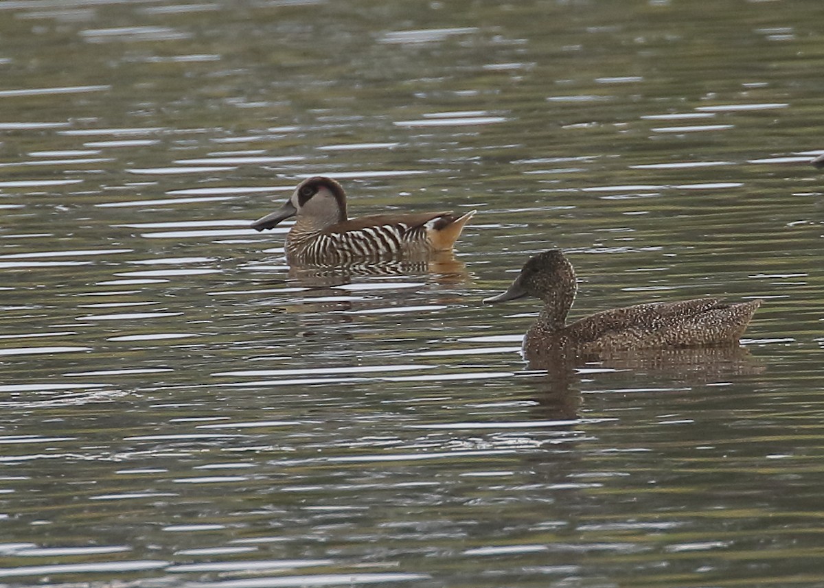 Freckled Duck - ML218161591