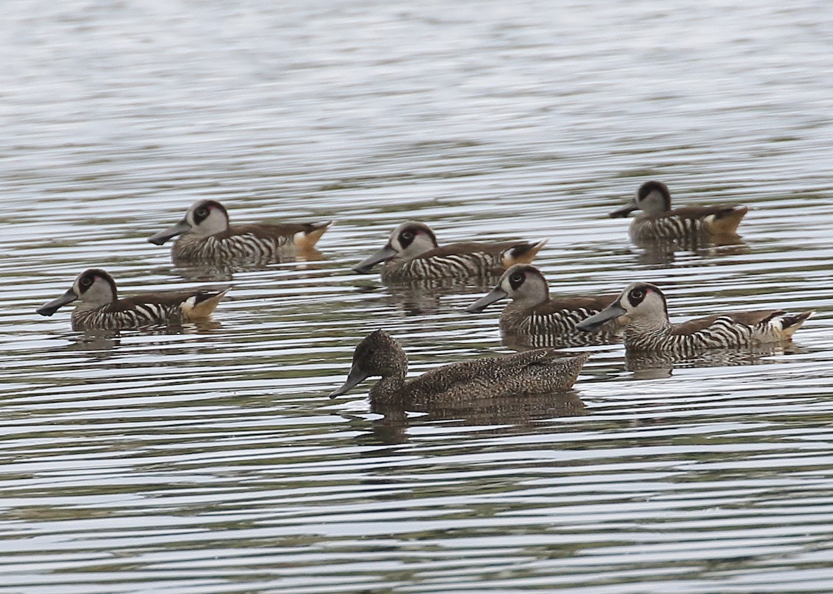 Freckled Duck - ML218161621