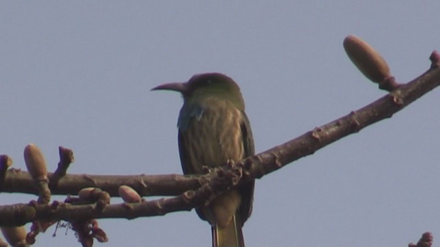 Blue-bearded Bee-eater - ML218162711