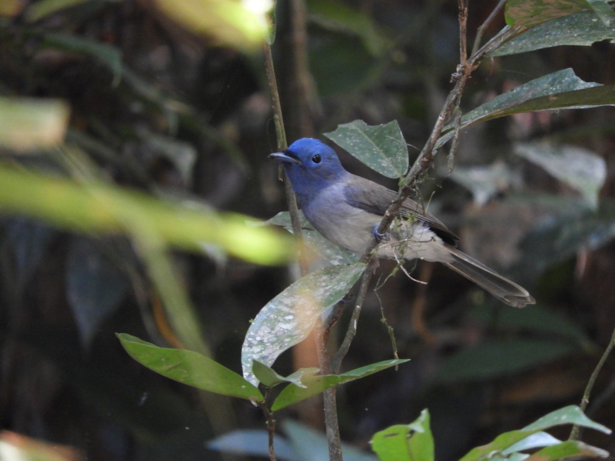 Black-naped Monarch - ML218165551