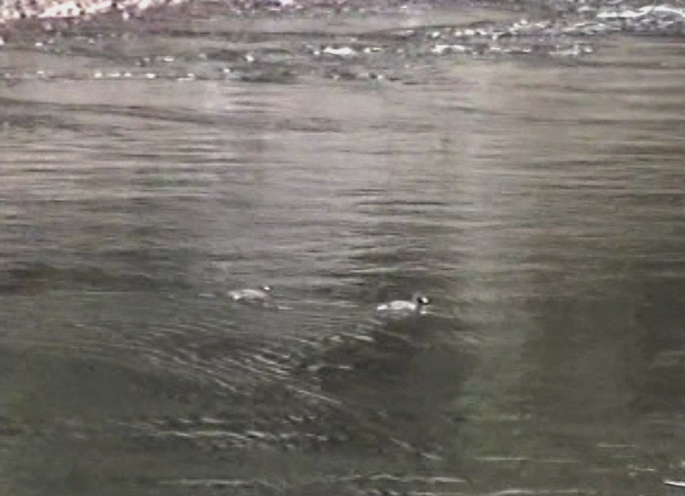 Blue Duck - ML218165861