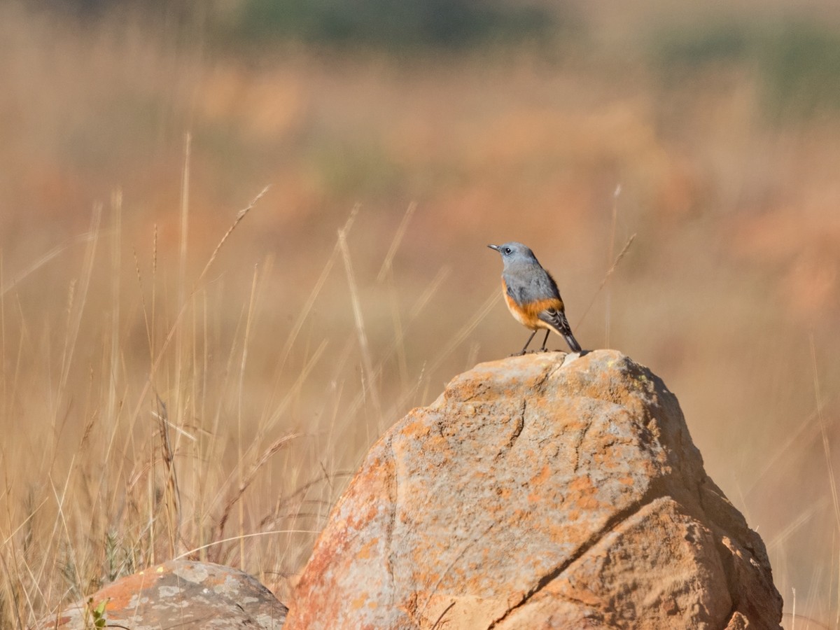 Sentinel Rock-Thrush - Niall D Perrins