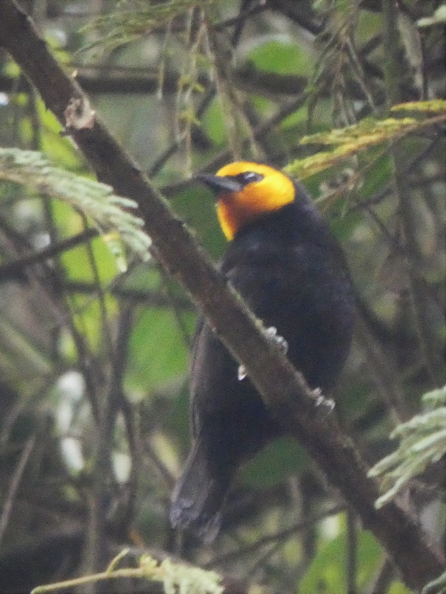 Black-billed Weaver - Emma Meadows