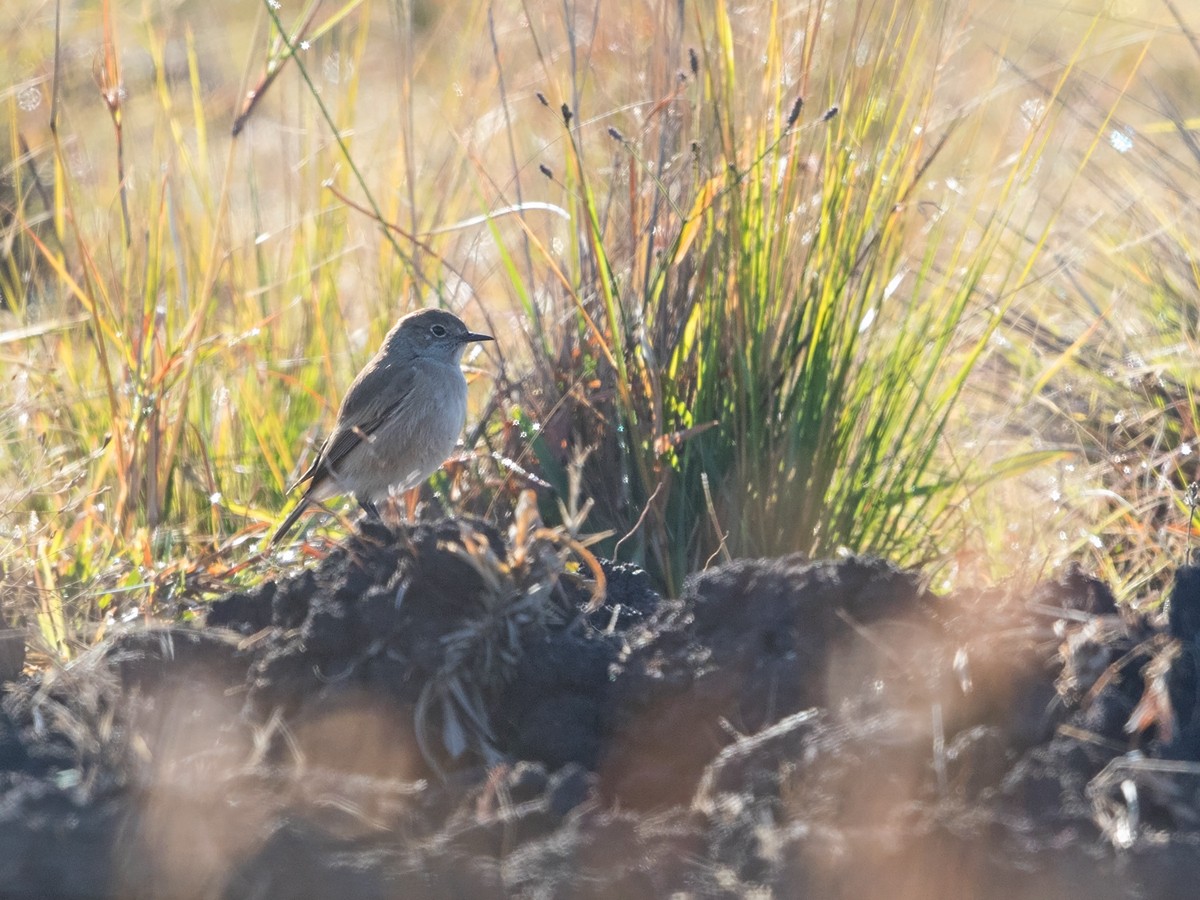 Sickle-winged Chat - Niall D Perrins