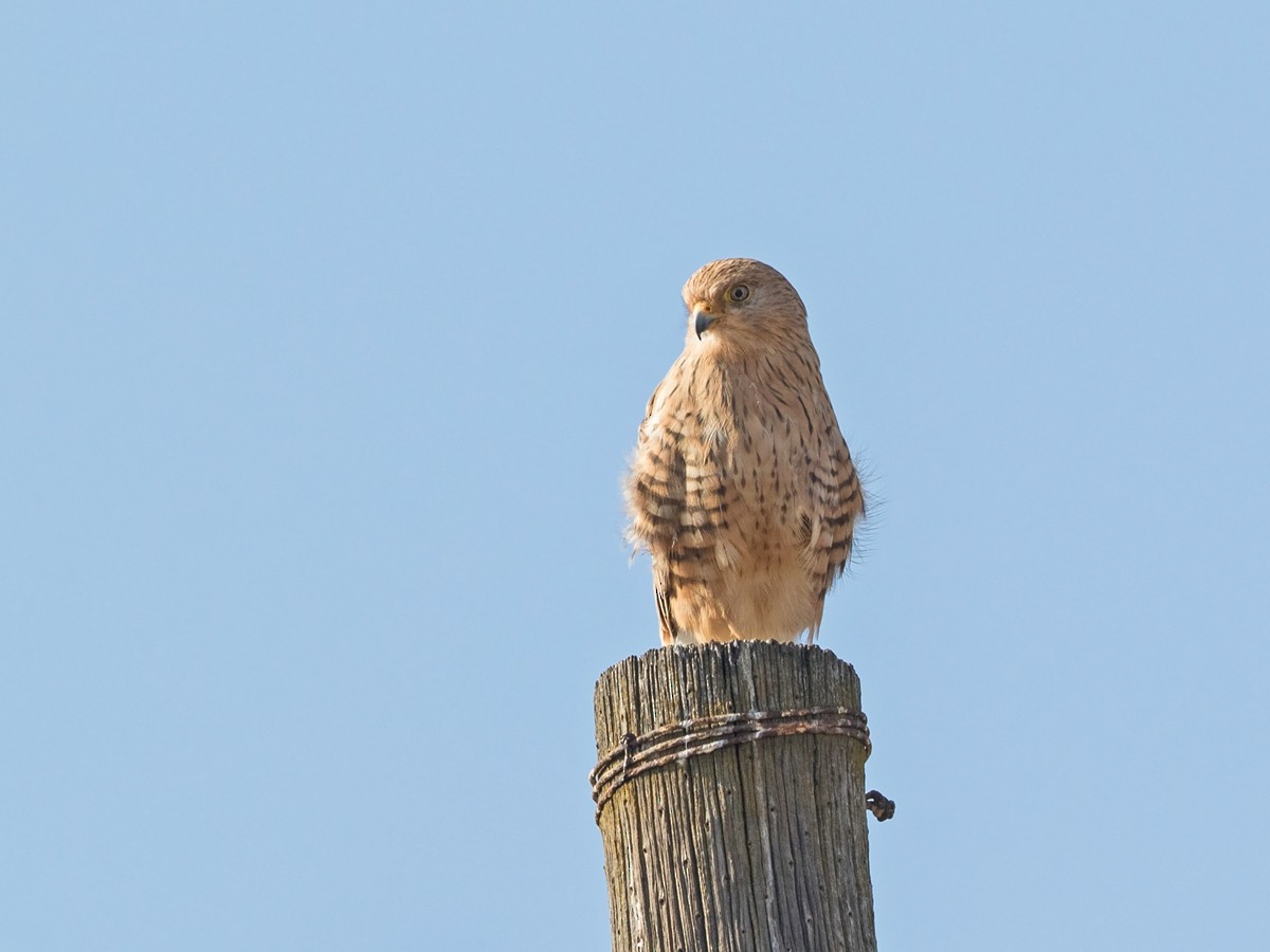 Greater Kestrel - ML218167211