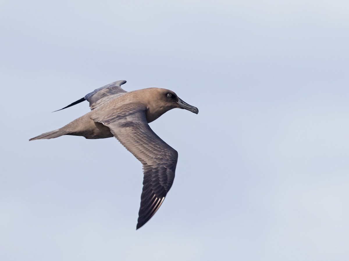 Sooty Albatross - Niall D Perrins