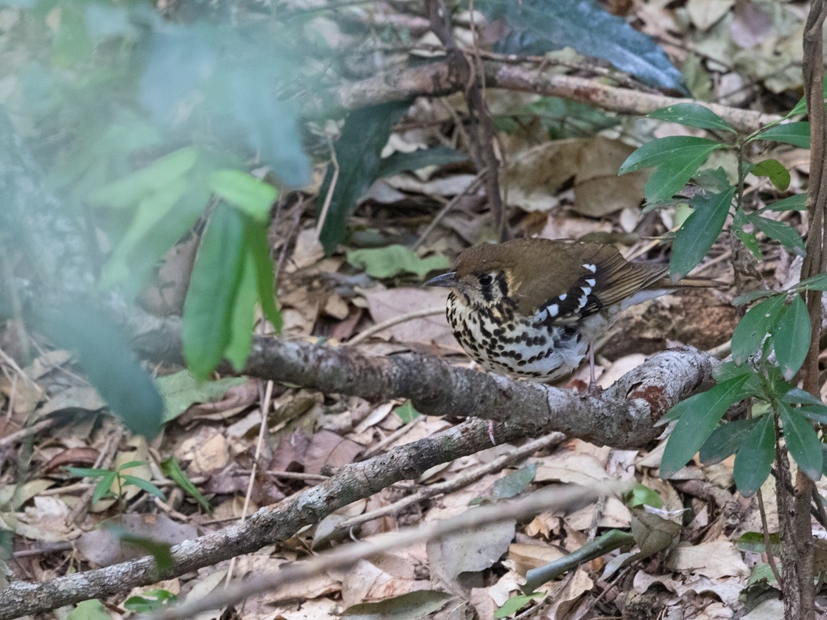 Spotted Ground-Thrush (Spotted) - Niall D Perrins