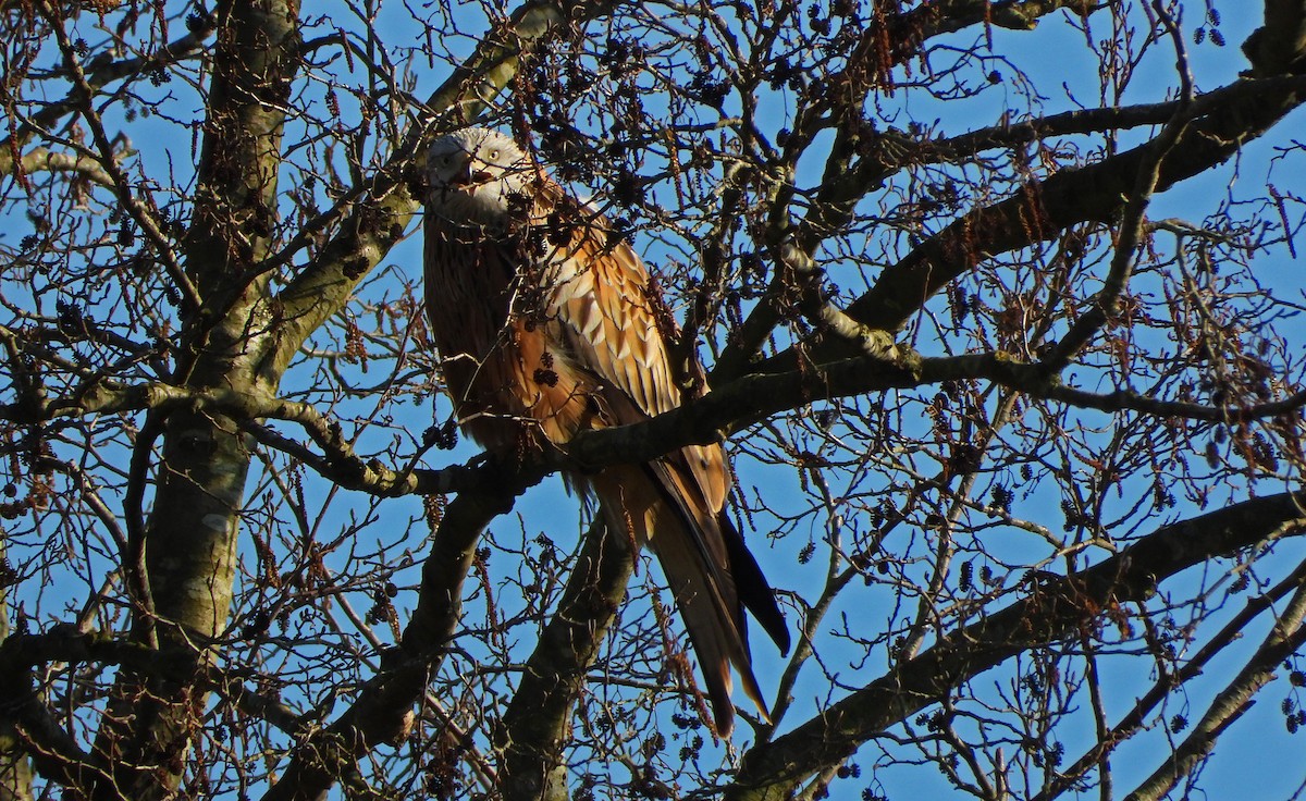 Red Kite - ML218171391