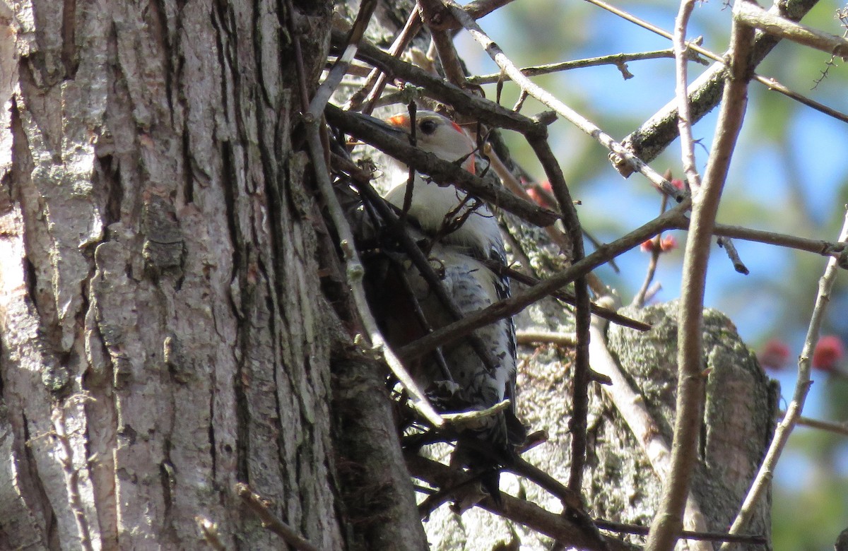 Red-bellied Woodpecker - ML218172011